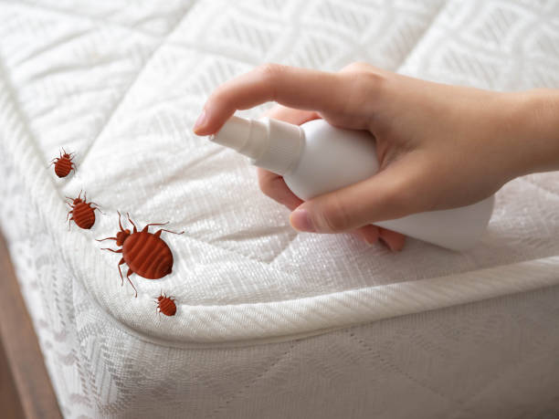 Trusted Belmont, VA Pest Control Experts